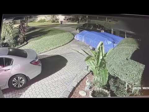 In Tampa Bay, urban coyotes are our neighbors. Can we coexist? 