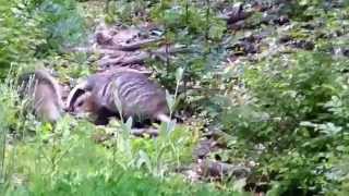 preview picture of video 'European badgers in the forest'