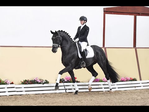 Fürst Zonik PS - Stallion Collection Schockemoehle & Helgstrand 2021 ENG