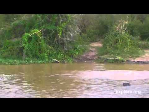 Hippo Fight