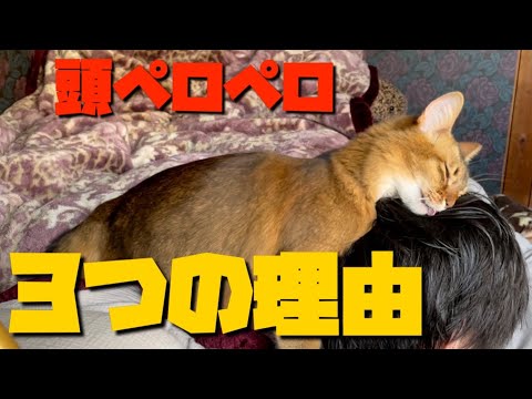 猫が私の髪をなめるのはなぜですか?