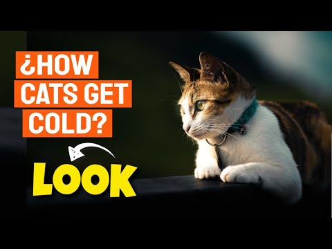 🐱HOW cats GET COLD ☀️(Protect your CAT from the HEAT)