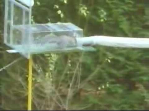 squirrel obstacle course