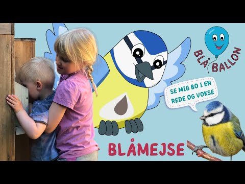 Blåmejse🪺Se en blåmejse ligge på sine æg i reden. Se små blåmejseunger og se dem flyve fra reden.