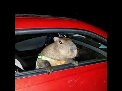 DJ Traytex, ANTNK - Hey Babe (Rill Remix)