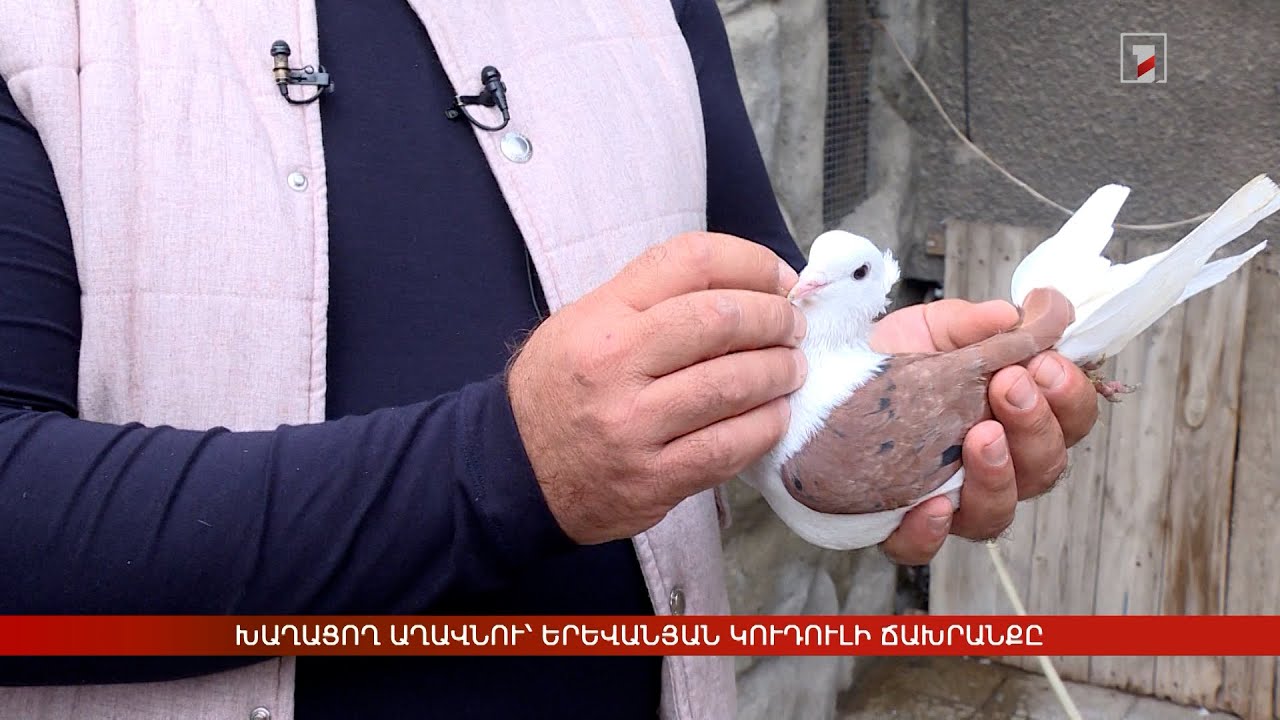 Խաղացող աղավնու՝ Երևանյան կուդուլի ճախրանքը