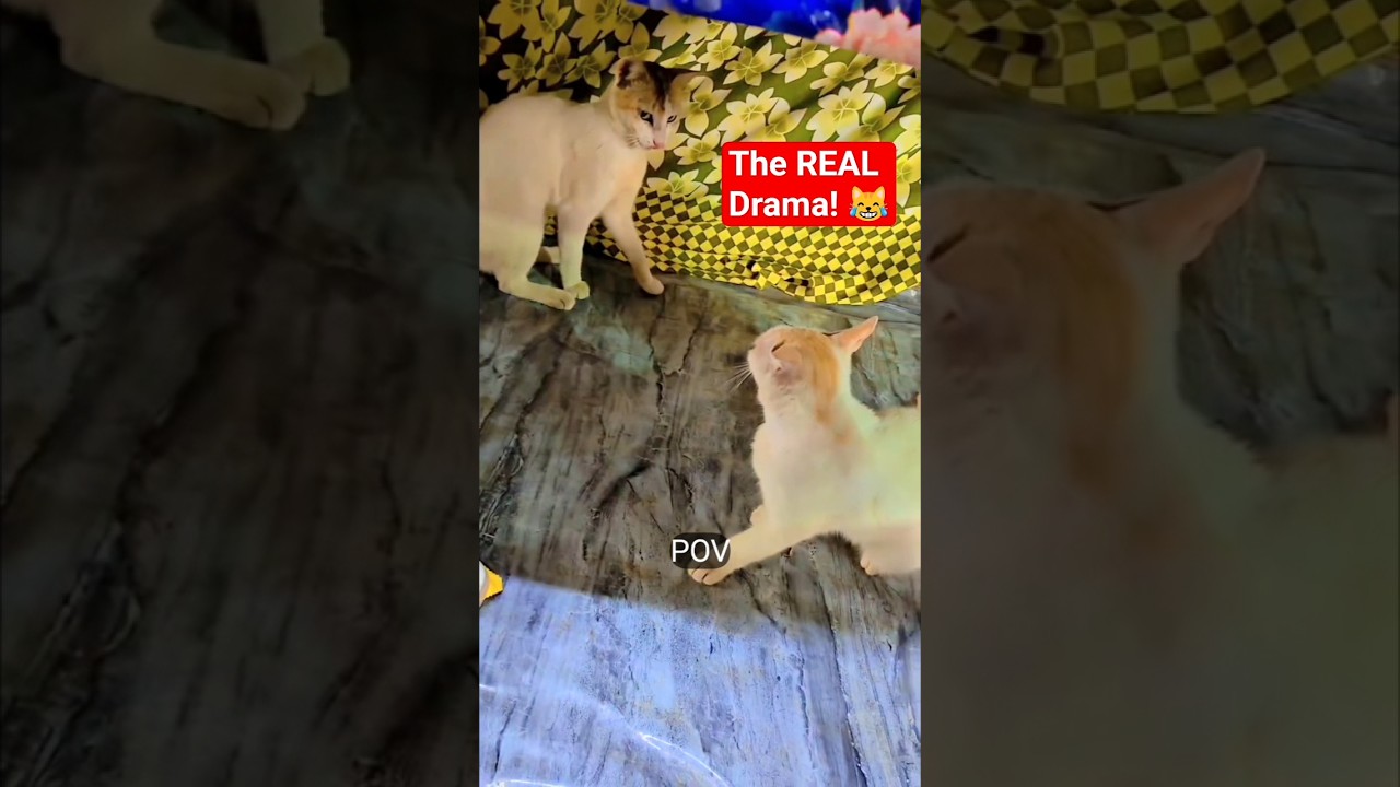 The Marriage Drama! ১ মিনিটে বিড়ালের এত ড্রামা?! 😹 #Shorts #dhosa #cat