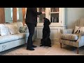 Teaching Your Dog To Beg Be A Bear