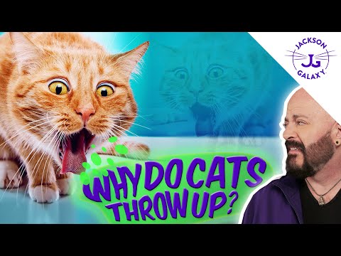 Why Do Cats Throw Up?