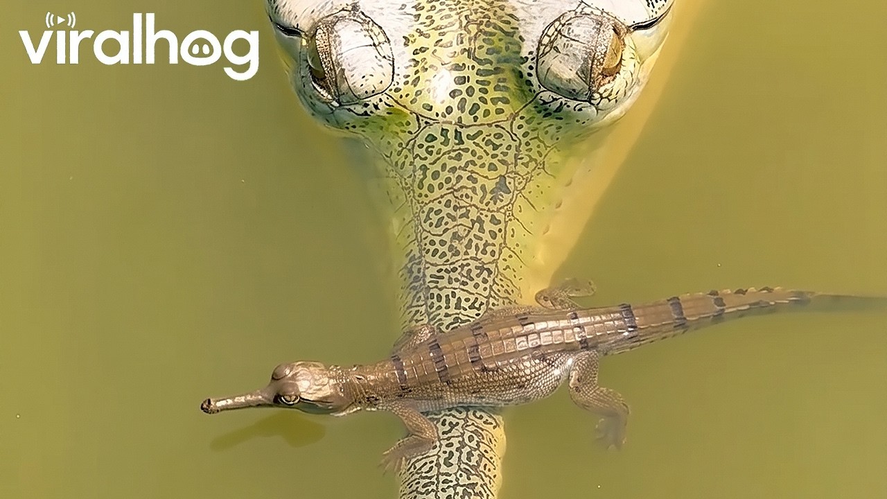 Newly Hatched Gharials || ViralHog