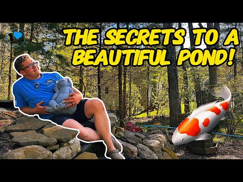 7 WAYS TO IMPROVE YOUR BACKYARD POND!