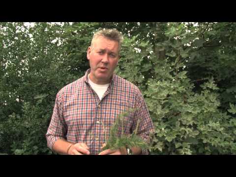 Identifying Larch: European & Japanese