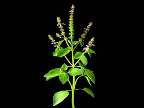 Medical uses of tulsi or holy basil