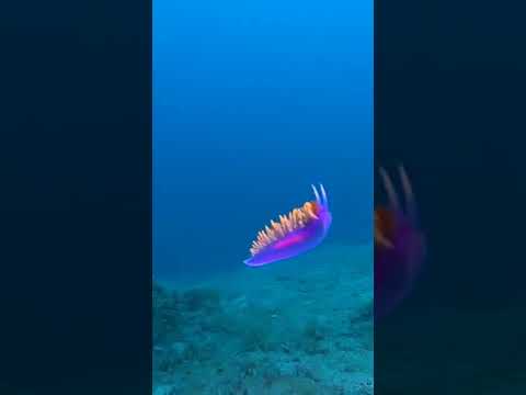 Spanish Shawl attacked by SandDab