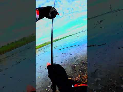 Pesca de orilla Pedasi Los Santos Panamá 