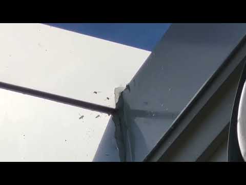 Yellow Jackets Invade Classroom in Beach Haven, NJ