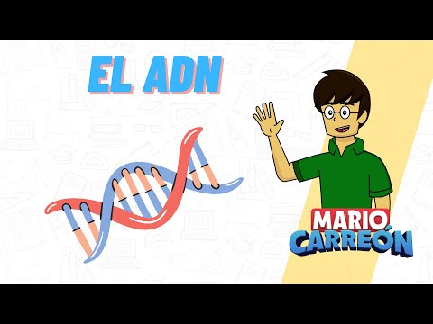 El ADN 🧬