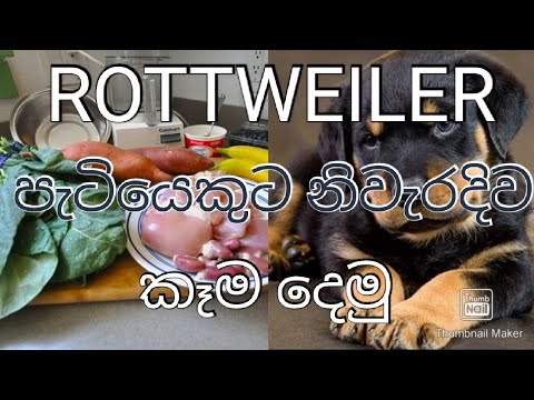 Rottweiler Diet Chart Sinhala