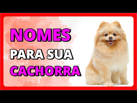 Nome para cachorra fêmea - Escolha o nome da sua nova amiguinha