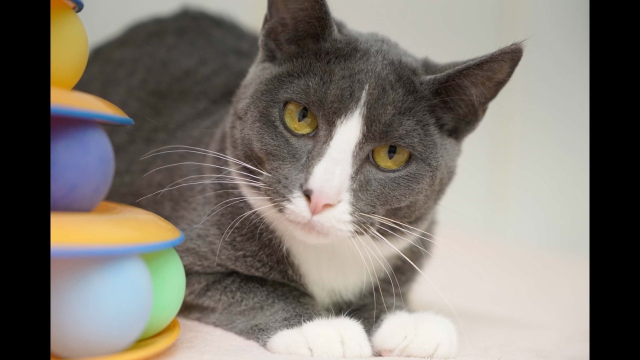 Enlarge Aspen, a Adoptable mixed breed in Republic, WA video 6/6