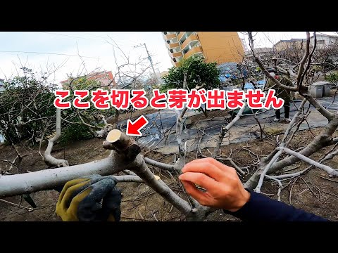 イチジクの剪定方法 植物