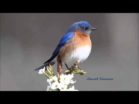 "The Bluebirds Are Singing For Me"    by Mac Wiseman, with the Osborne Brothers