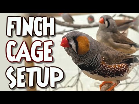 FINCH CARE: Episode One, Housing & Enrichment.