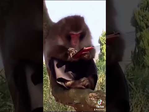 When you try texting out of work 😂🤣 #voiceover #funny #monkey #texting #work #jaymac