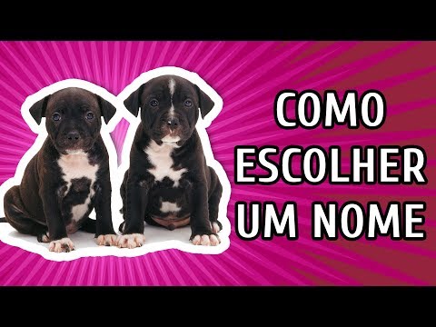 Dog Names | How to Choose the Perfect Name