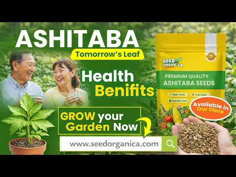 How to Grow Ashitaba from Seeds 🌱 | Benefits of Tomorrow’s Leaf
