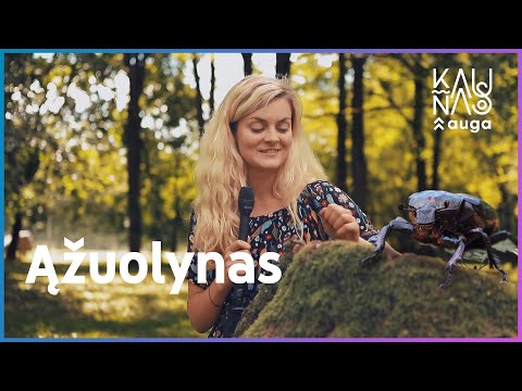 fx pasirinkimo sandorių knygos