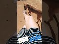 Dog Love Girls Feet 2