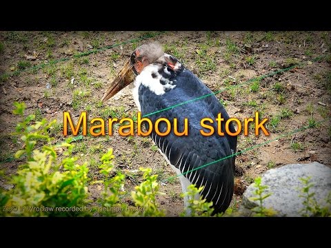 Marabou Stork v ZOO Wroclaw — 4K Ultra HD detailný záber