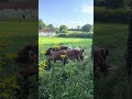 Cows 🐄 in Cheriton. Near The Flowerpots Inn and War Memorial