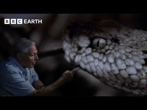 Snake Night Vision Hunting: How Predators Hunt in Darkness