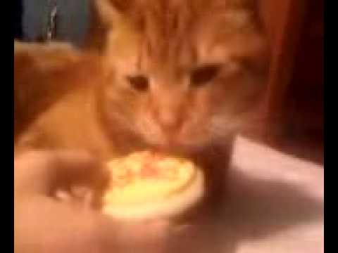 download lagu mp3 mp4 Can Cats Eat Cookies, download lagu Can Cats Eat Cookies gratis, unduh video klip Can Cats Eat Cookies