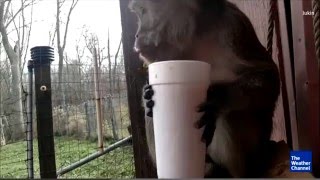 Download lagu Monkey in Ohio tries coffee for the first time mp3