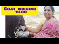 Goat Milking Vlog