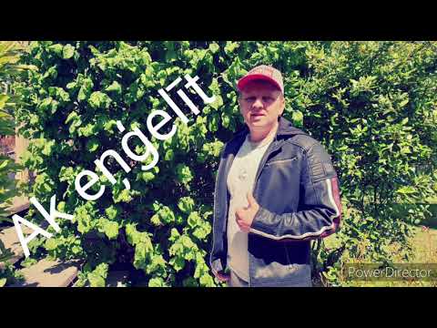 Ak eņģelīt  - Raitis Sola