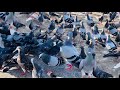 Pigeon Life In City Collection Pigeons Eat Feeds