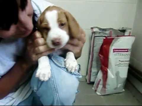 APASOS VITORIA-  POCHOLO (REF: 120675) EN ADOPCIÓN