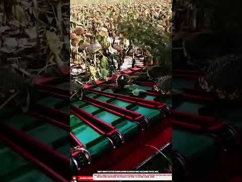 Best innovative sunflower harvesting machine tool high output