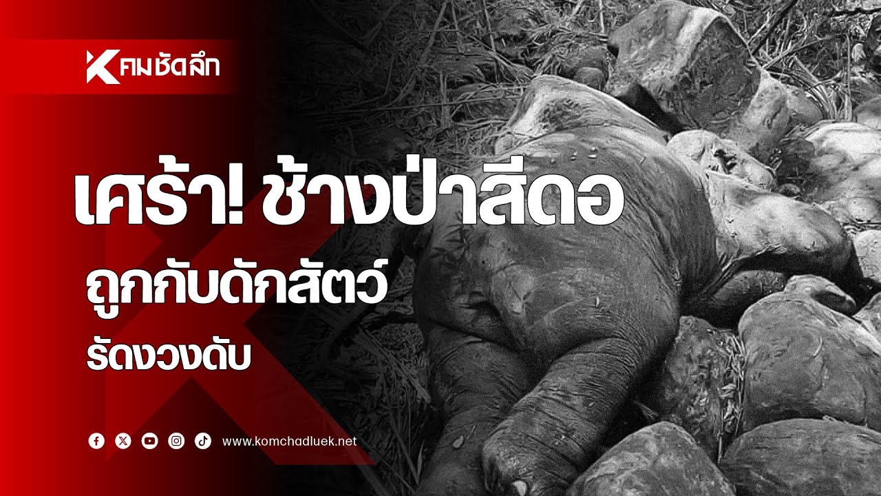 เศร้า! ช้างป่าสีดอ ถูกกับดักสัตว์รัดงวงดับ