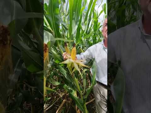 Sitio Piloto de Agricultura Sustentable - Lote de Maíz