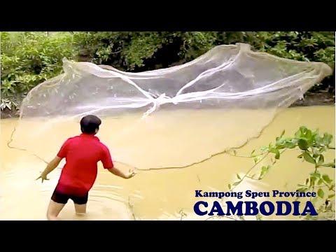 Net Fishing at Kampong Speu province, Cambodia | Throw A Cast Net to Catch Fishes in Asia