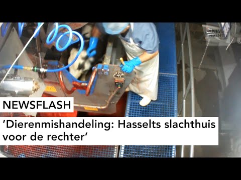 , title : 'NEWSFLASH: Dierenmishandeling. Hasselts slachthuis voor de rechter'