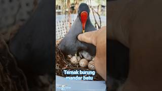 Download lagu #shorts Burung Mandar Batu Bertelur mp3 Download lagu #shorts Burung Mandar Batu Bertelur mp3