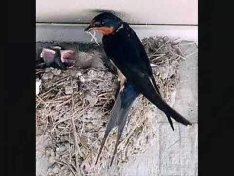 PACO IBÁÑEZ: VOLVERÁN LAS OSCURAS GOLONDRINAS