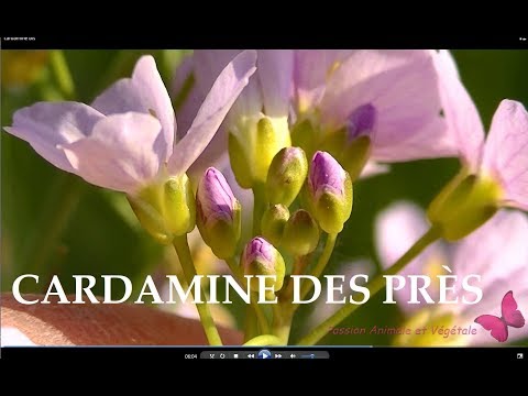 La cardamine des près, plante sauvage comestible et médicinale.