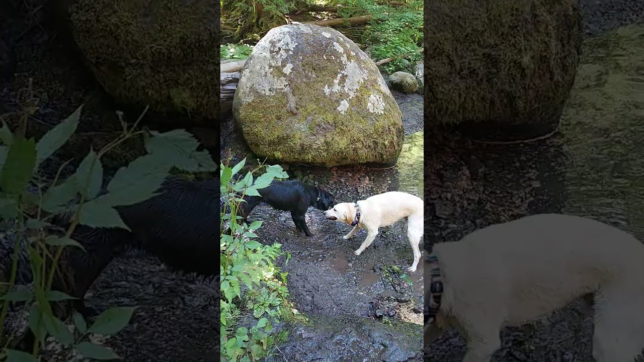 Enlarge Robin (private rehoming), a ADOPTABLE mixed breed in Bellingham, WA video 6/6